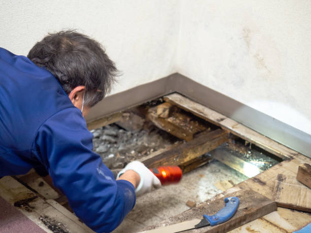 Midway South, TX Mold Remediation Company