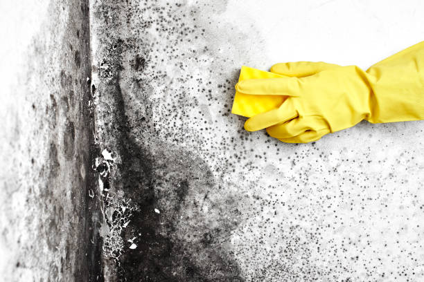 Best Health and Safety Mold Remediation in Midway South, TX