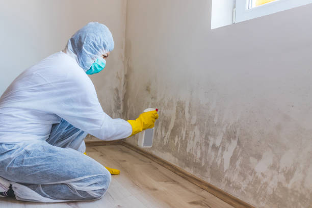 Best Post-Flood Mold Remediation in Midway South, TX