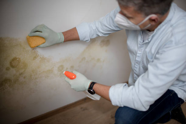 Best Kitchen Mold Remediation in Midway South, TX