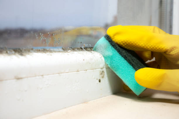 Best Mold Testing and Inspection Services in Midway South, TX