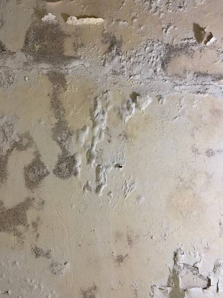 Best Basement Mold Remediation in Midway South, TX