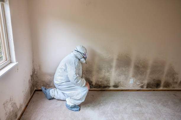 Best White Mold Remediation in Midway South, TX