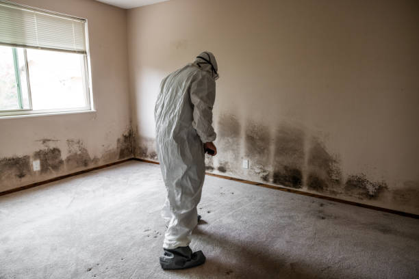 Best DIY Mold Remediation Support Services in Midway South, TX