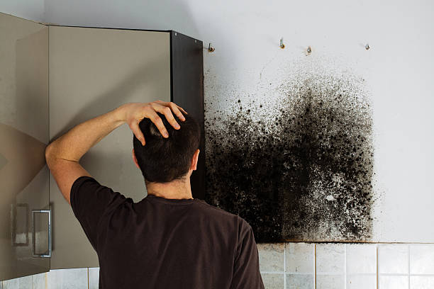 Best Emergency Mold Remediation in Midway South, TX