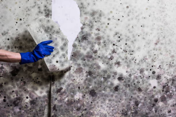 Best Residential Mold Remediation in Midway South, TX
